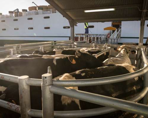 Carga y descarga de ganado