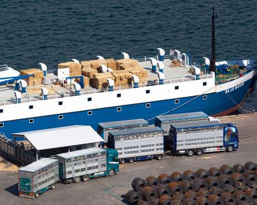 Maniobra de carga y descarga de animales